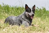 BOUVIER AUSTRALIEN 140